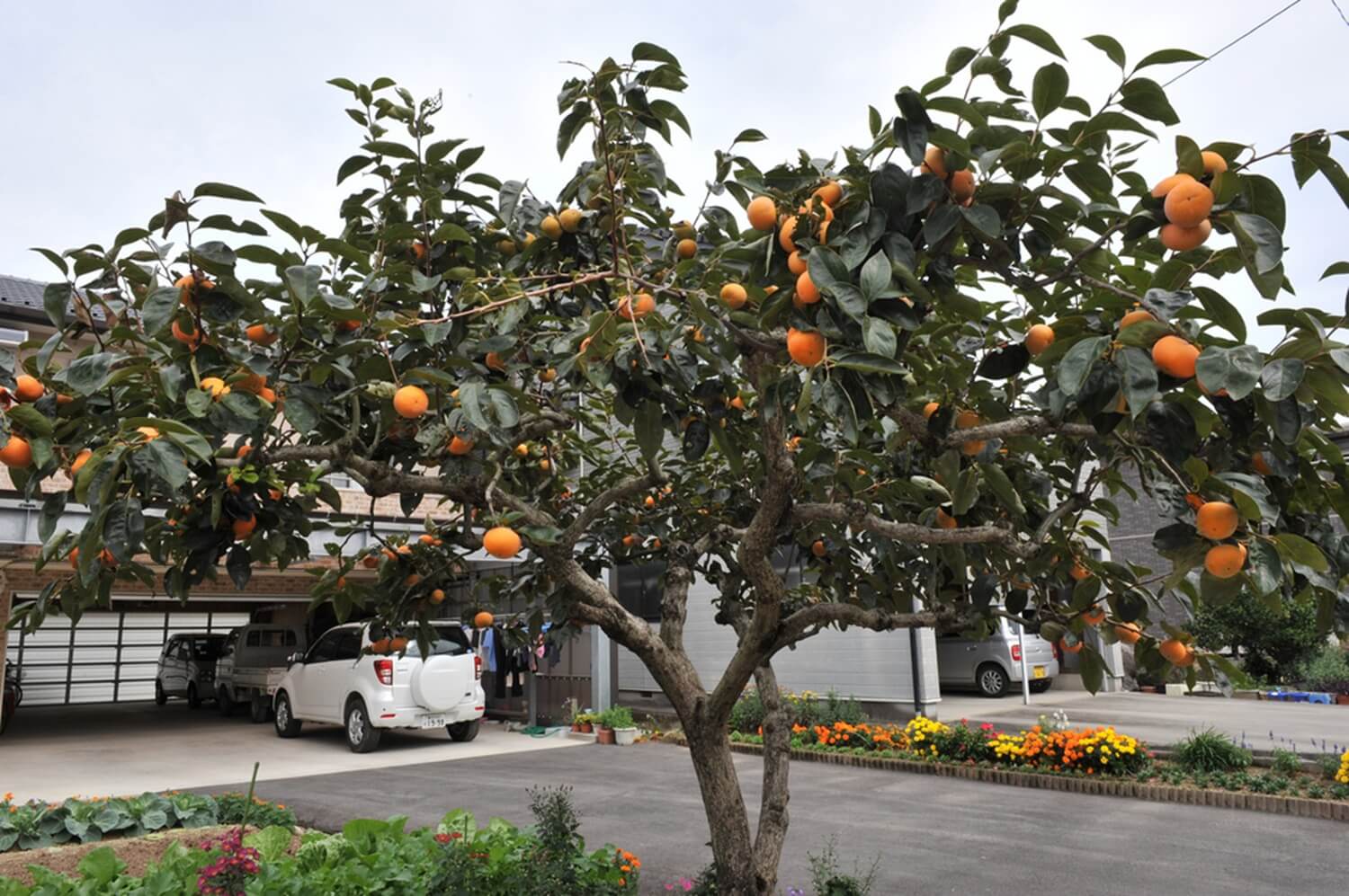 Drzewo kaki hurma wschodnia 