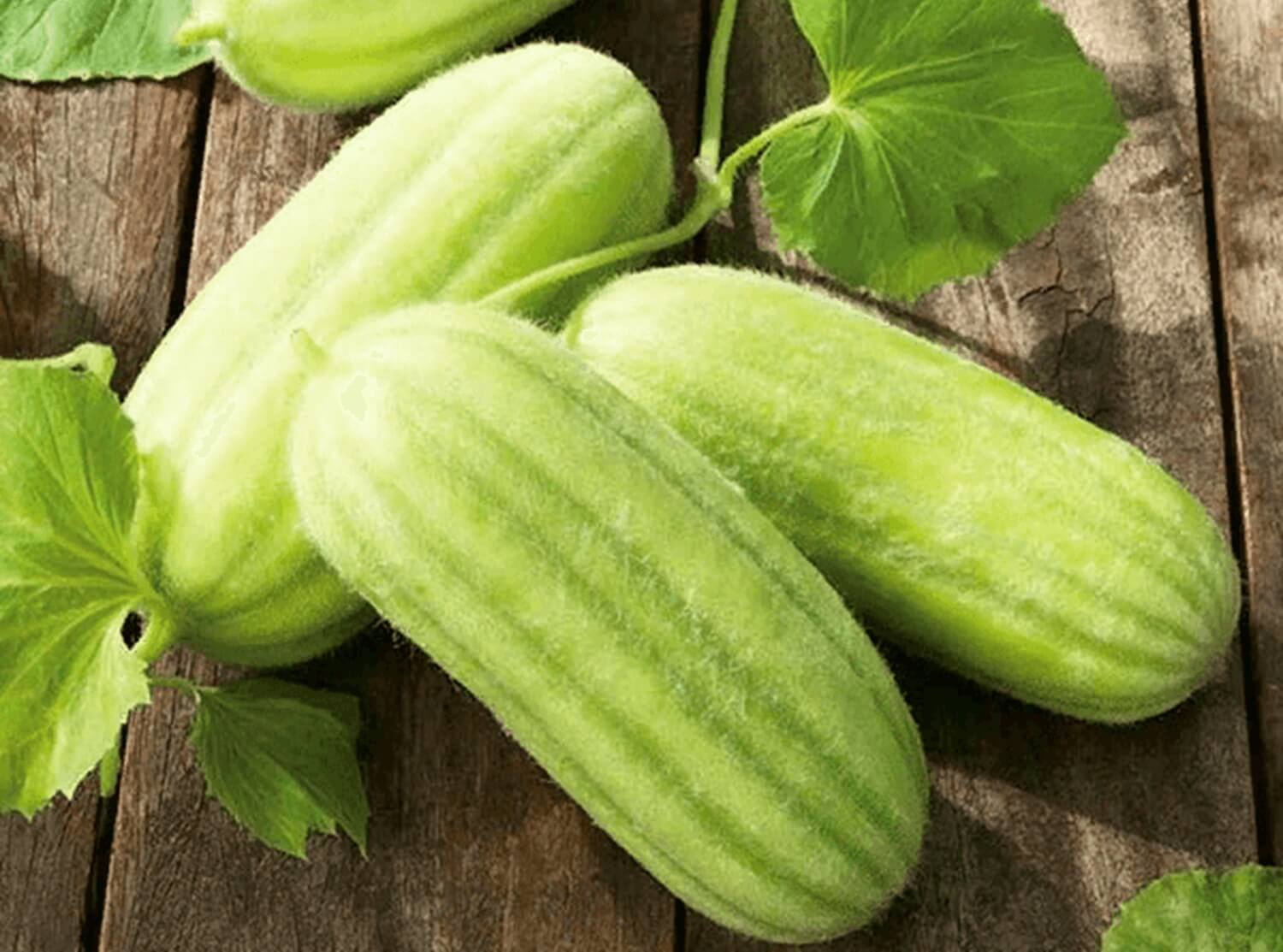 Ogórek melonowy Cucumis flexuosus