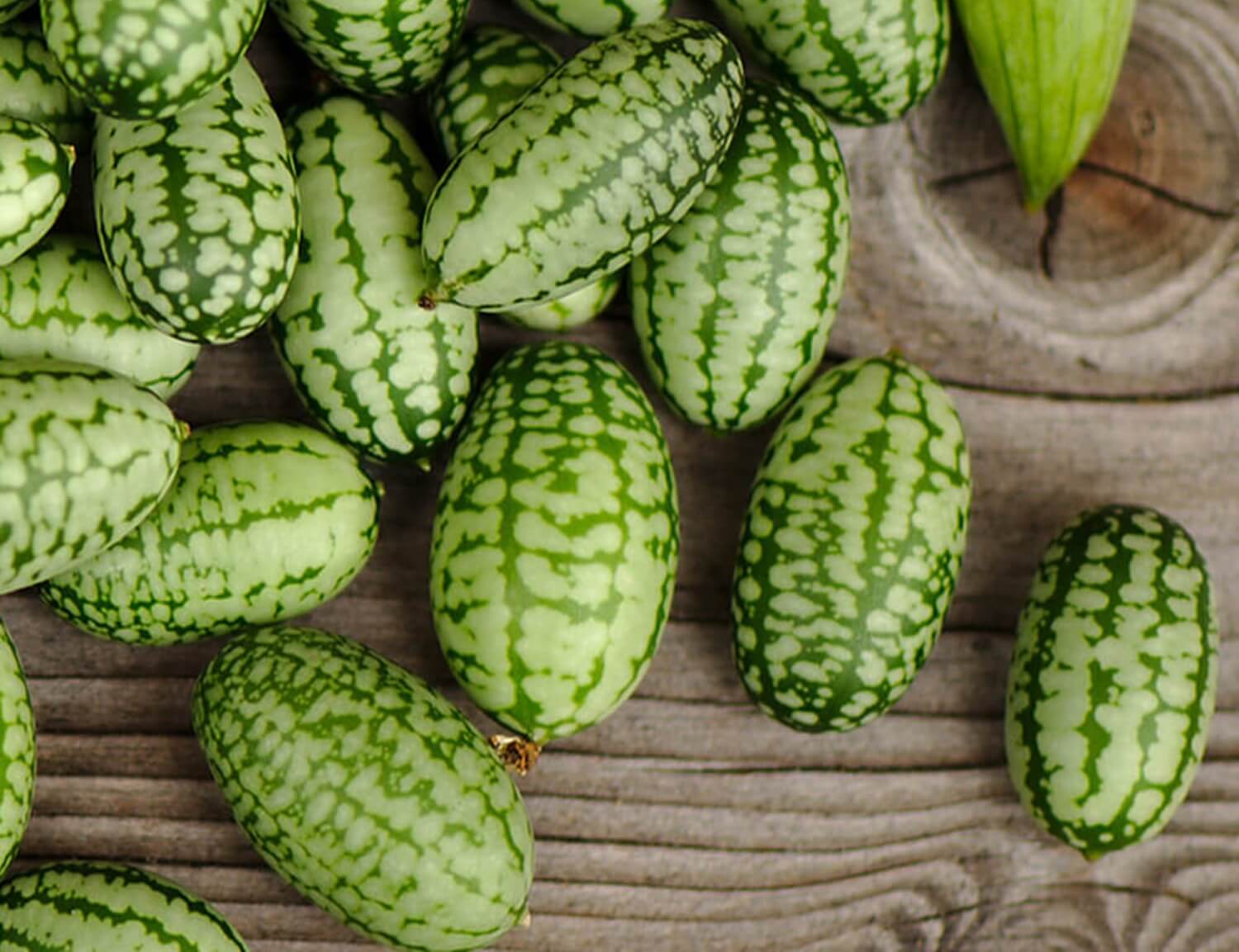 Jak wygląda ogórek meksykański