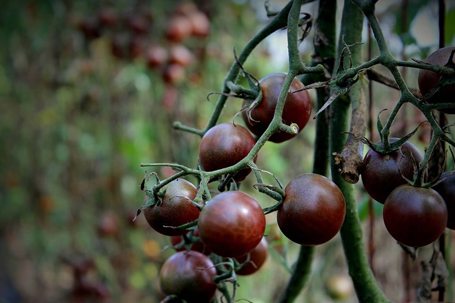 Pomidorki koktajlowe Black Cherry