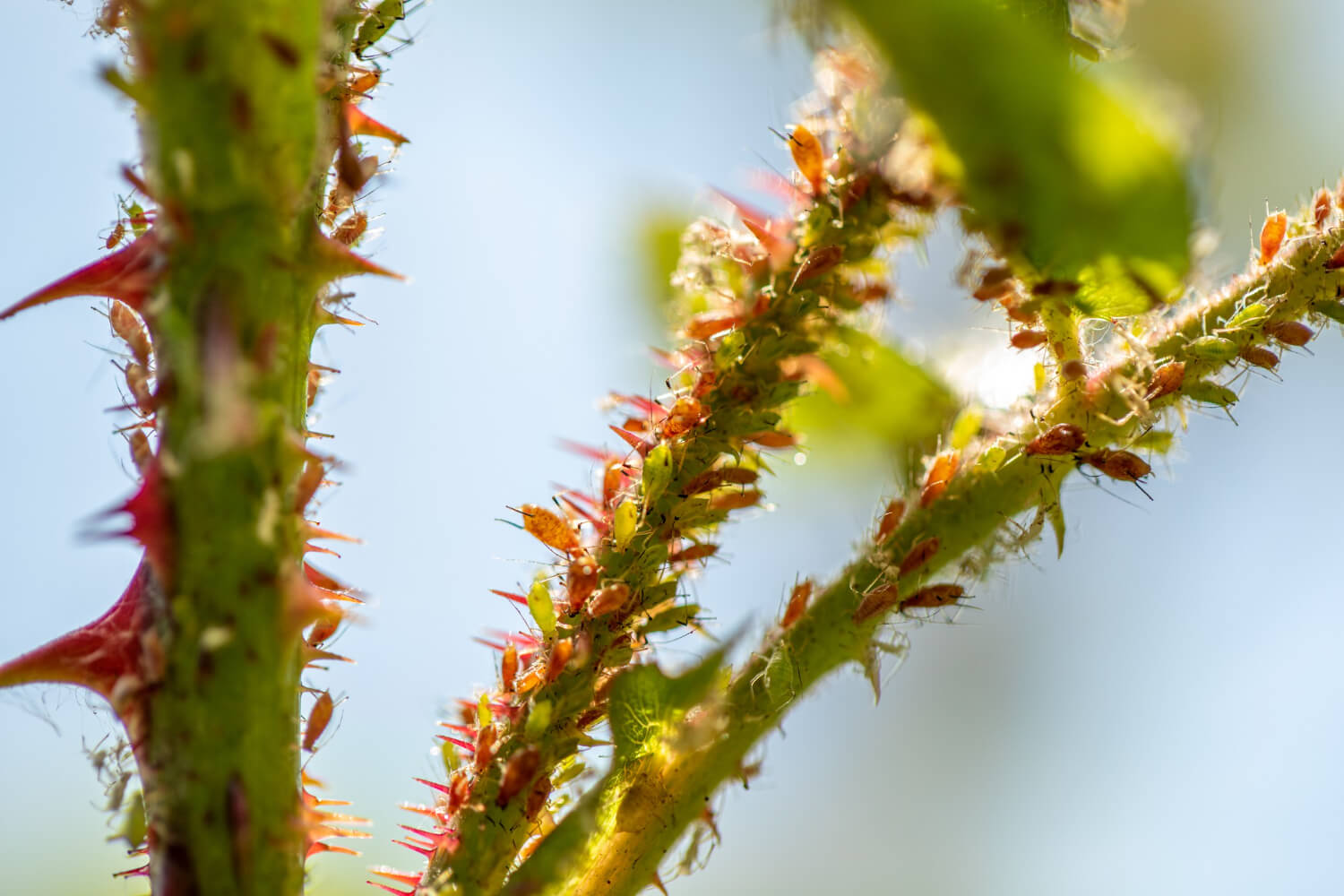 Jak zwalczyć mszyce na róży 