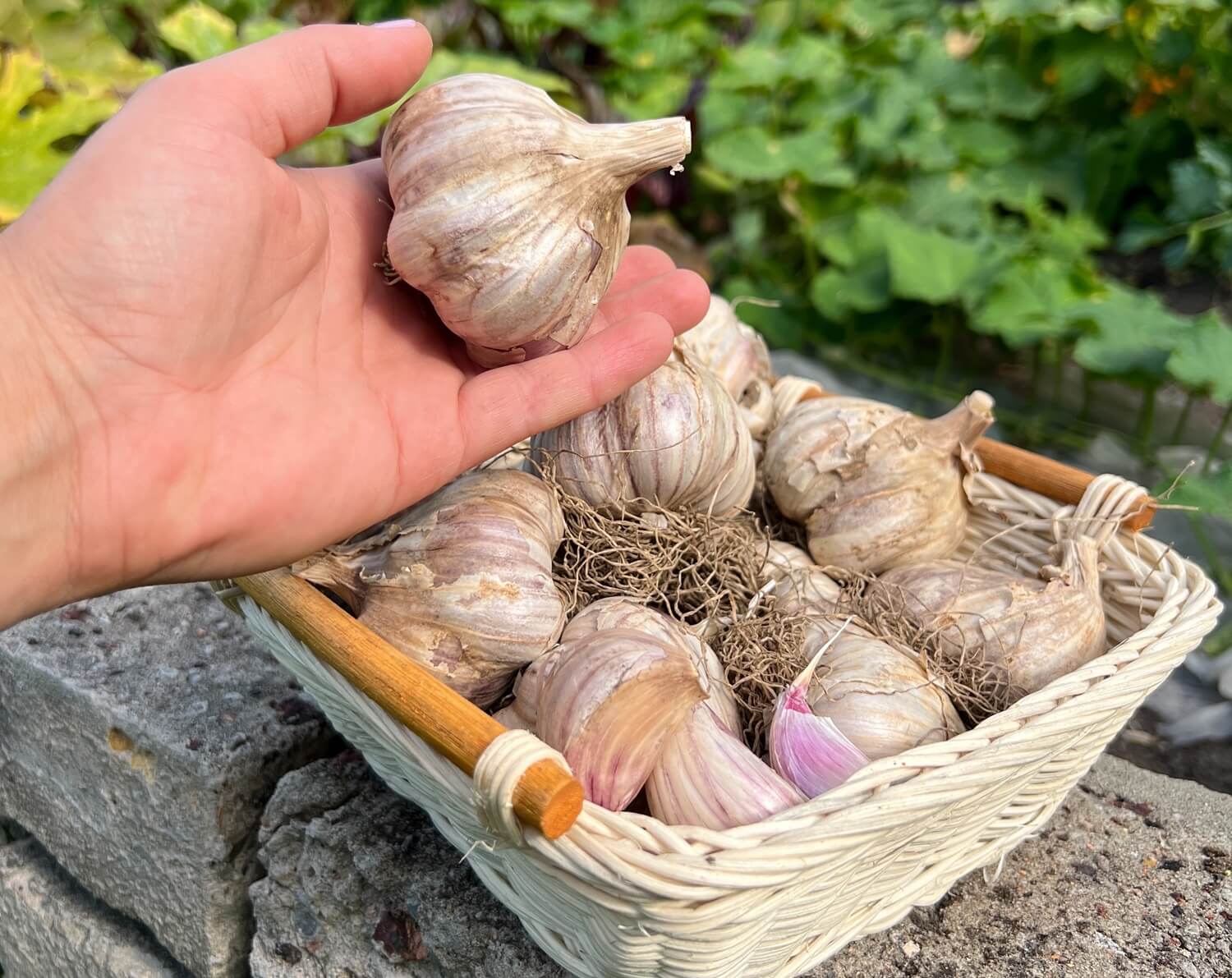 Zbiór i przechowywanie czosnku