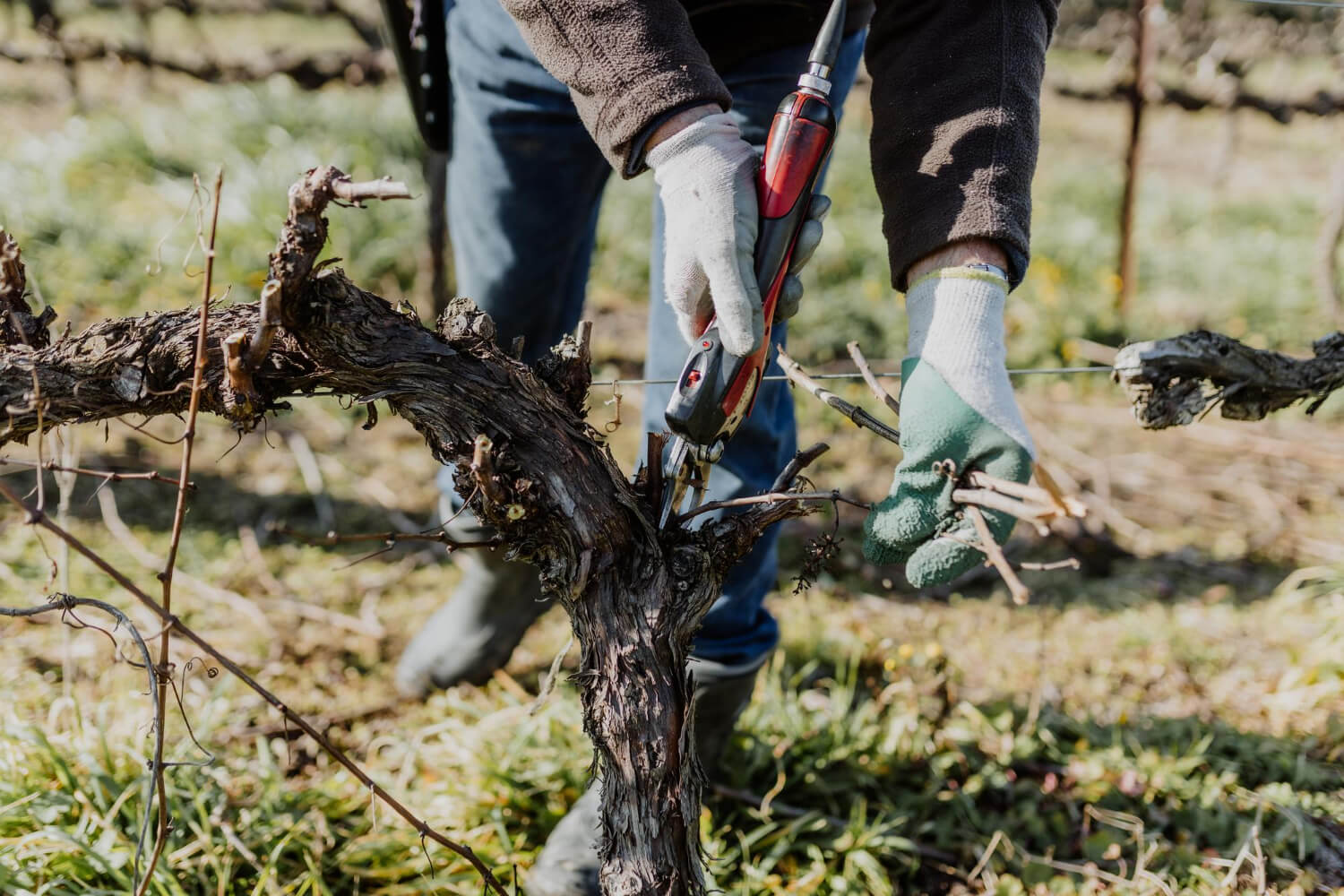 Odmładzanie winorośli