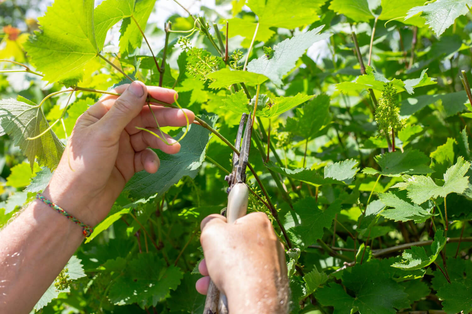 Letnie cięcie winorośli