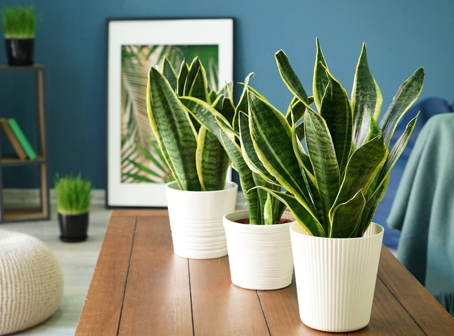 Sansevieria roślina domowa nie do zdarcia