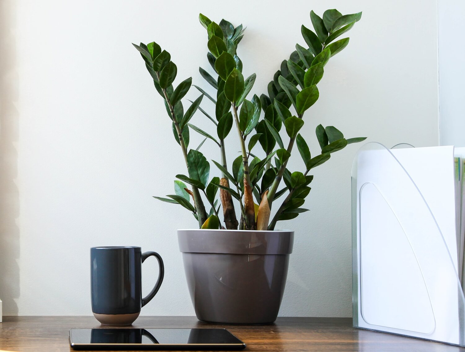 Zamiokulkas modna roślina domowa