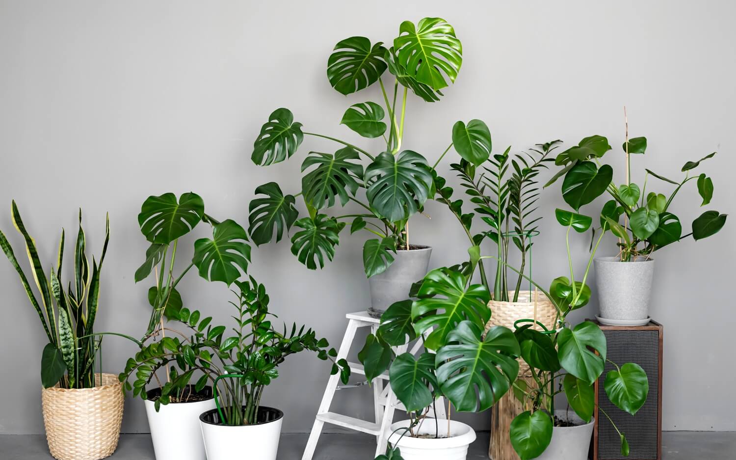 Monstera roślina na topie