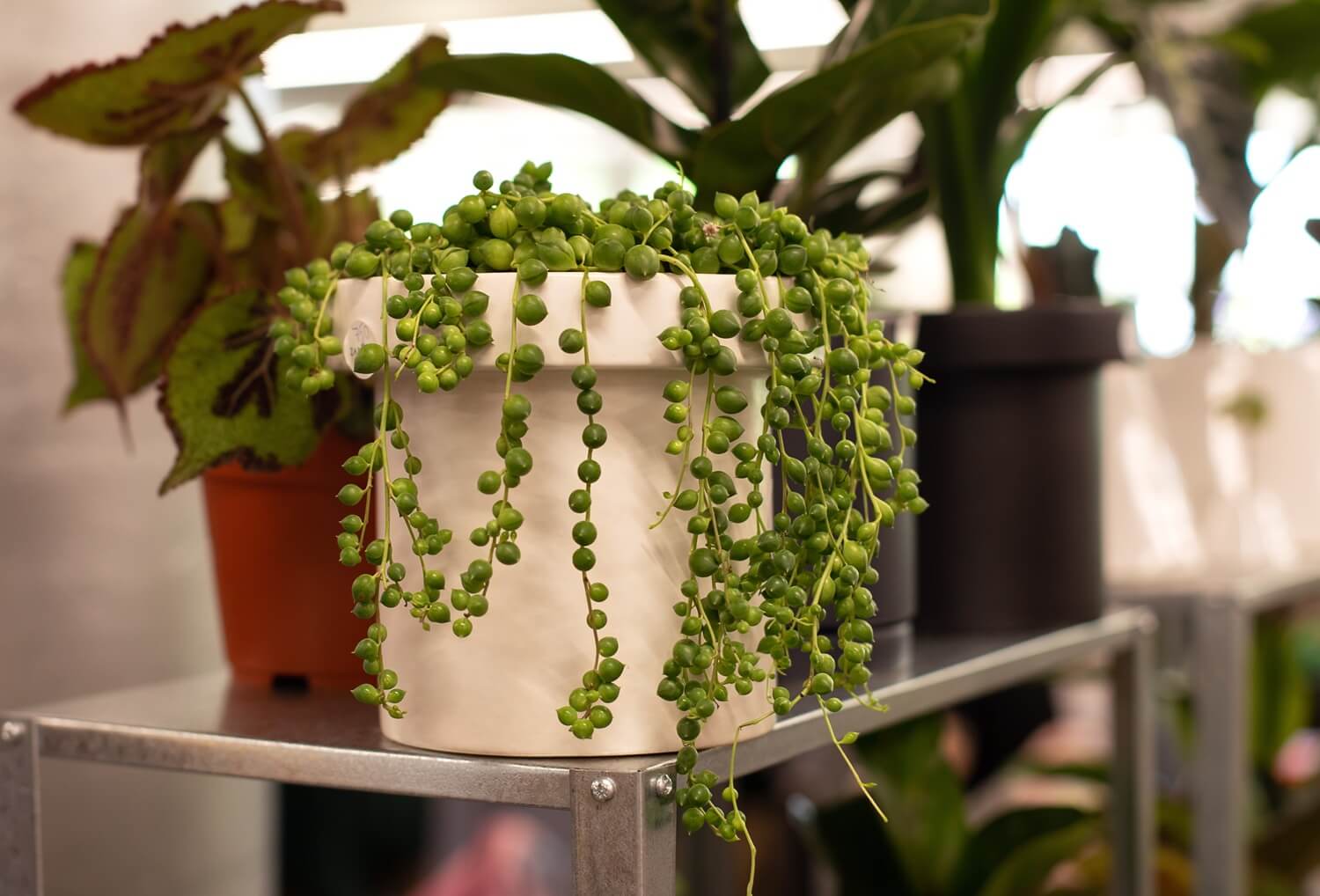 Starzec Rowley'a modny sukulent