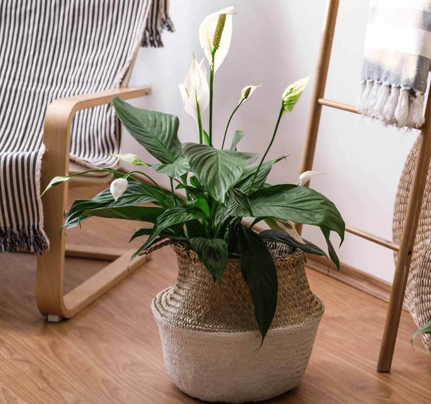 Skrzydłokwiat modny kwiat doniczkowy