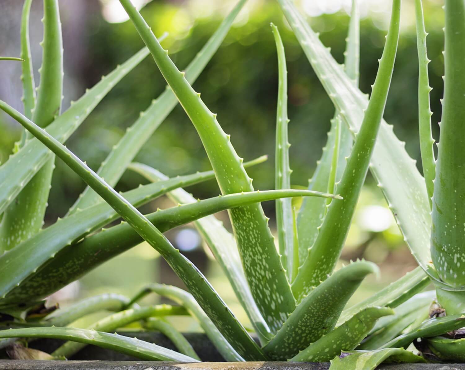 Aloes lecznicza roślina domowa