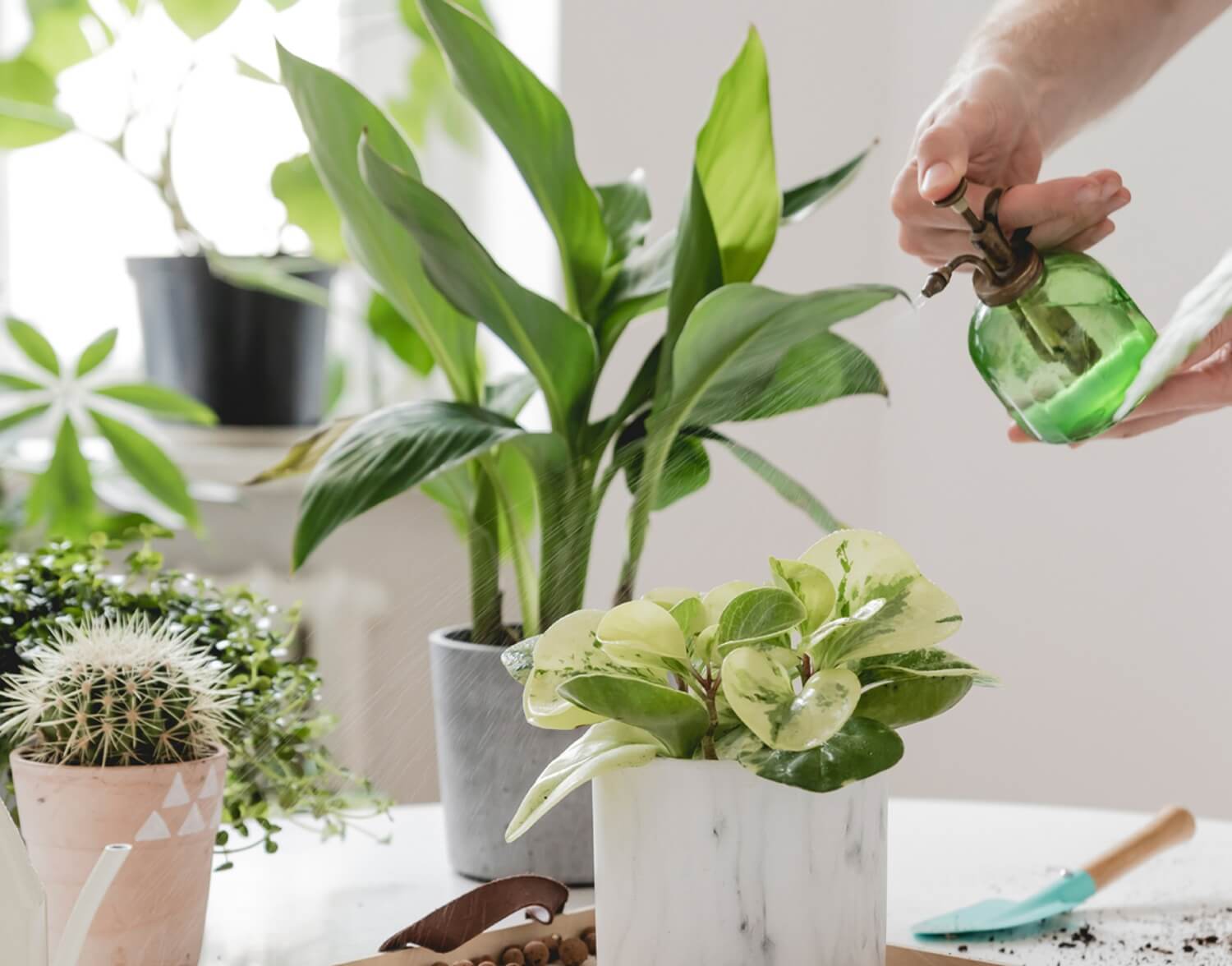 Zraszanie roślin domowych