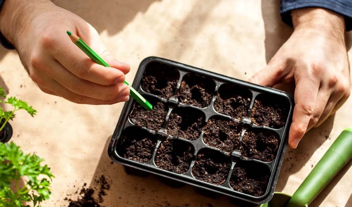 Siew nasion w podłożu do siewu