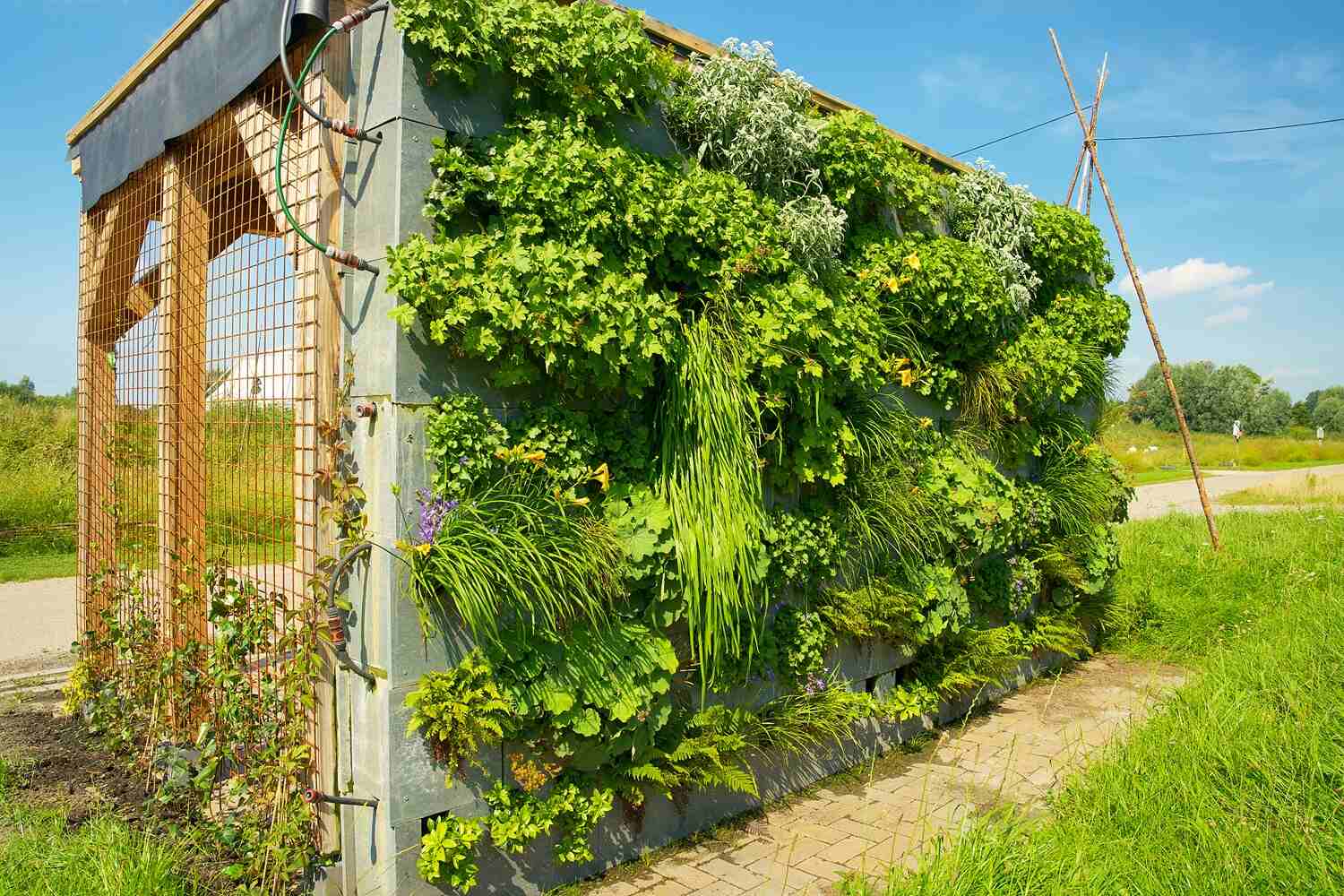 Ogród wertykalny w ogrodzie