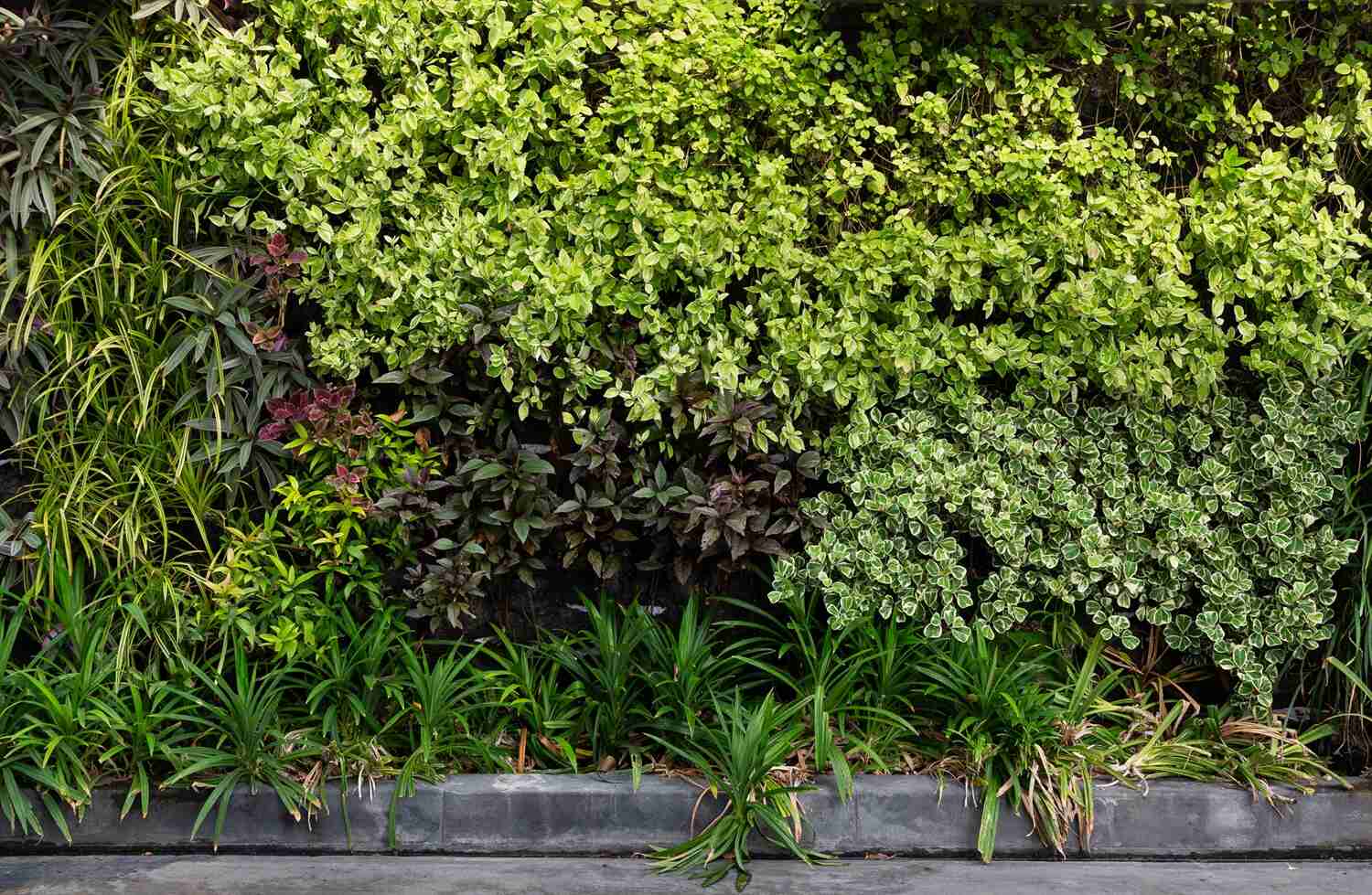 Zielona ściana w ogrodzie