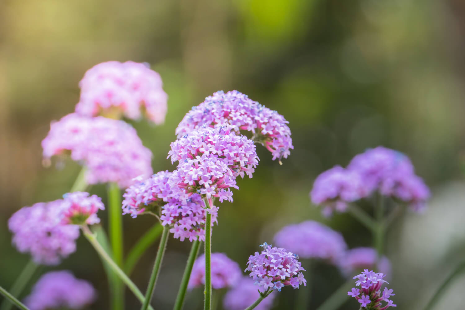 Werbena patagońska w ogrodzie