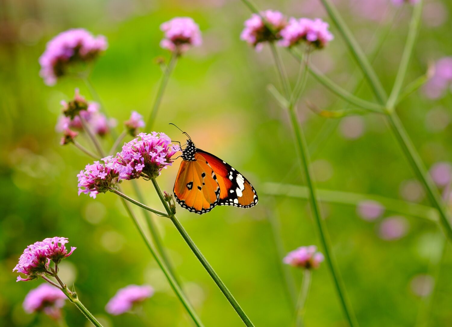 Werbena patagońska wabi motyle