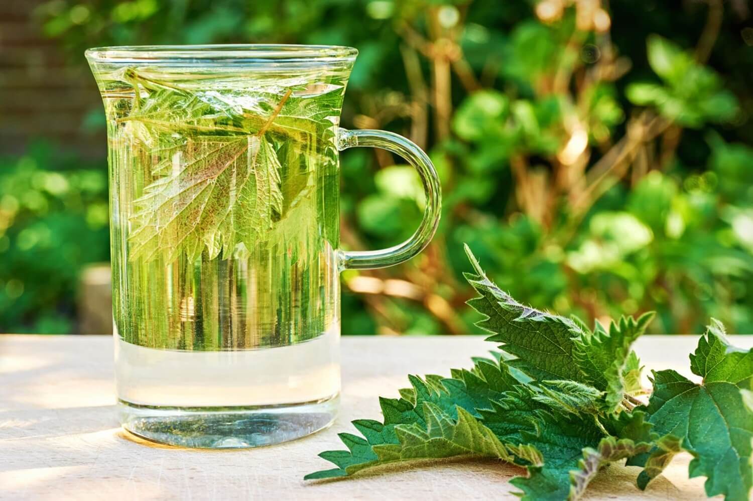 Pokrzywa na odporność