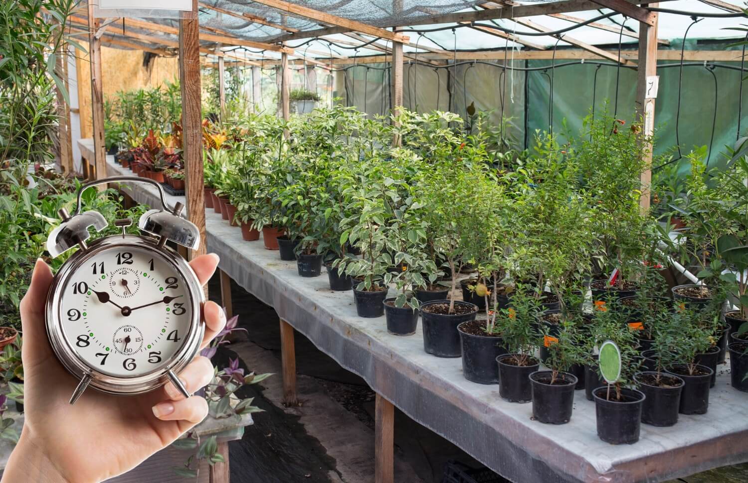 Rośliny wkrótce dostępne w sprzedaży