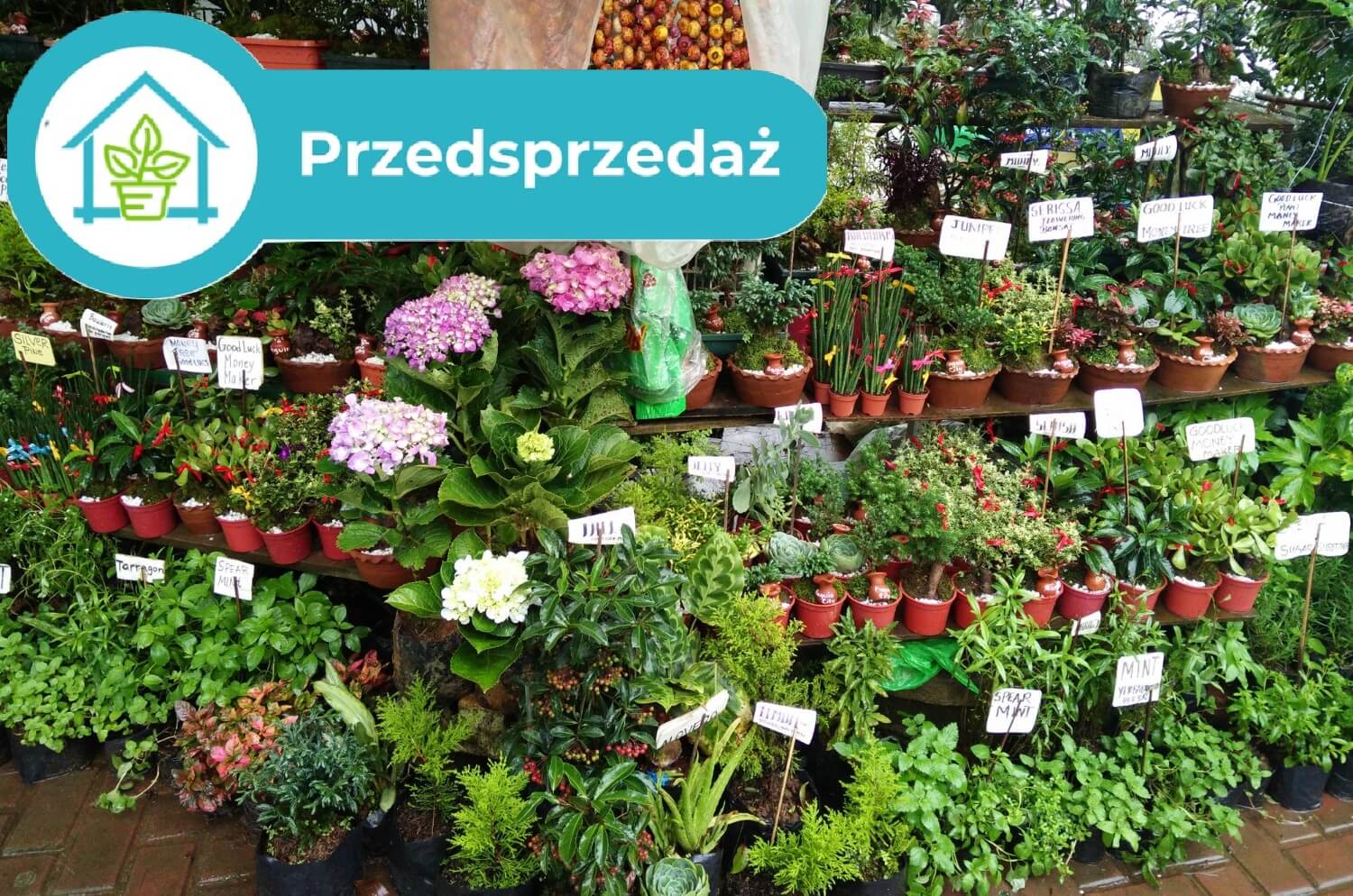 Piękne i tanie rośliny w przedsprzedaży