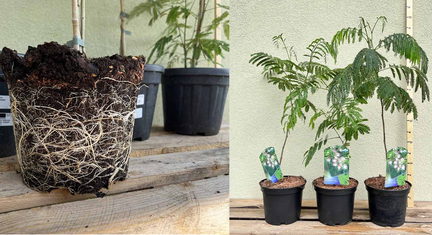 Sadzonki roślin w doniczkach