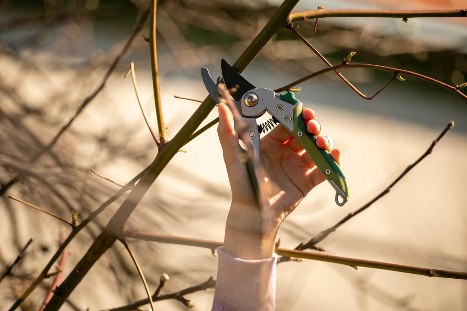 Cięcie pnączy wiosną