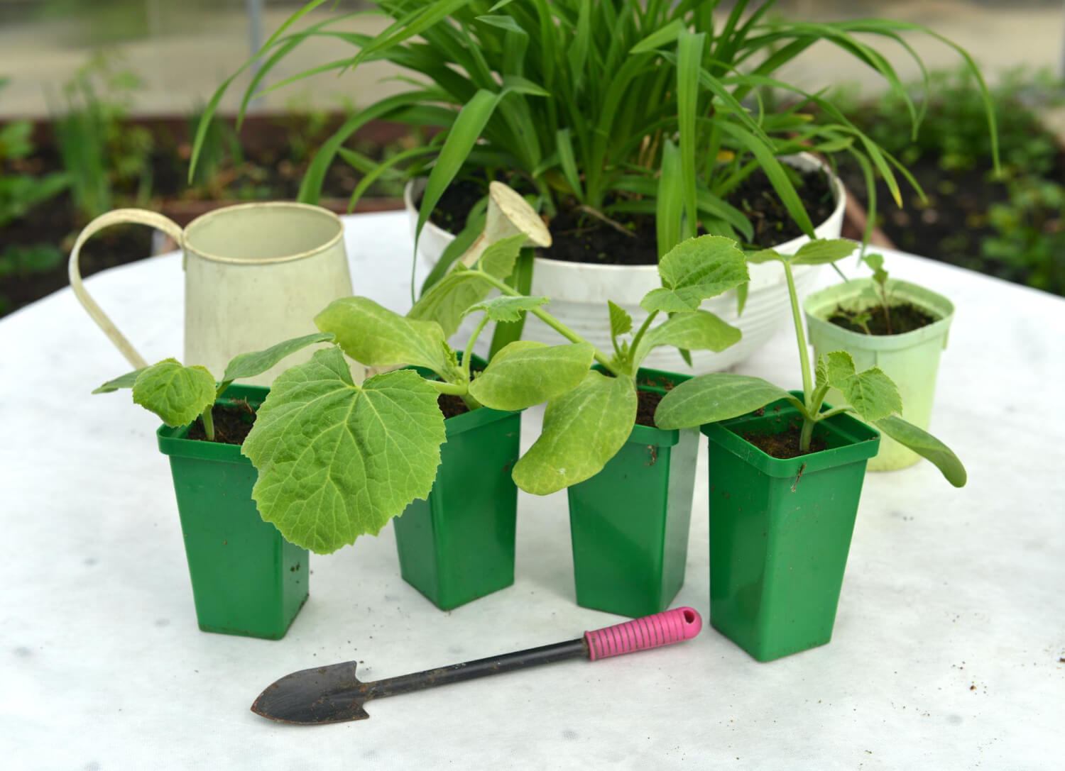 Hartowanie sadzonek warzyw