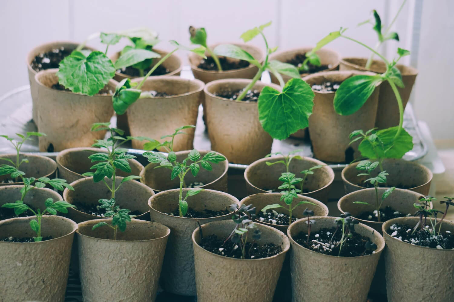 Hartowanie sadzonek w inspekcie