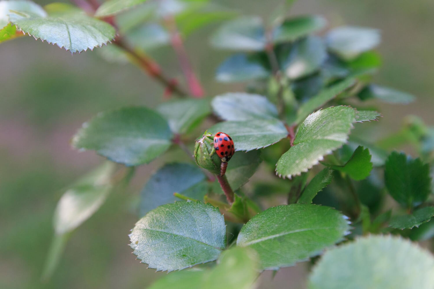 Biedronka chroni róże