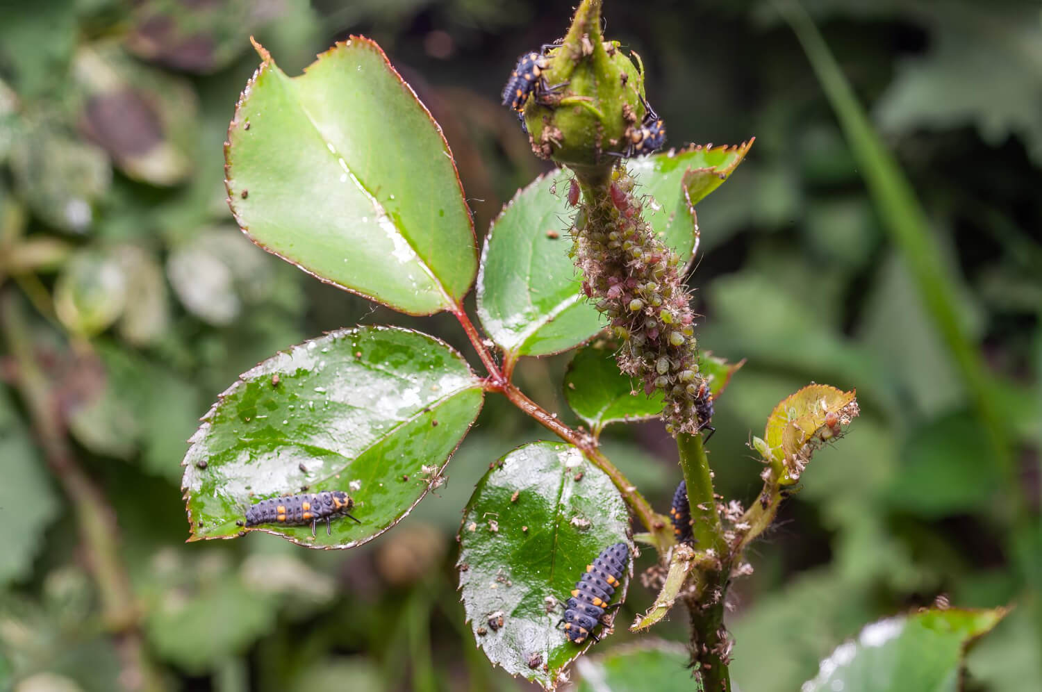Mszyce szkodniki róż