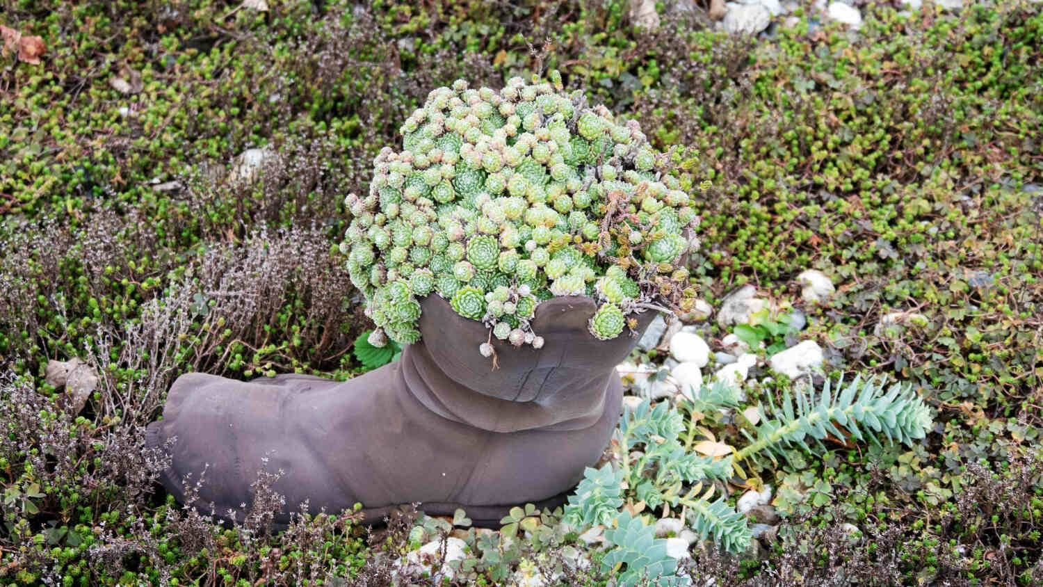 Sukulenty ogrodowe