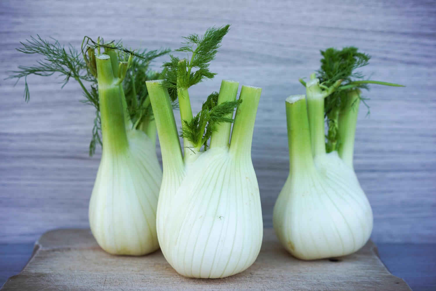 Fenkuł koper włoski