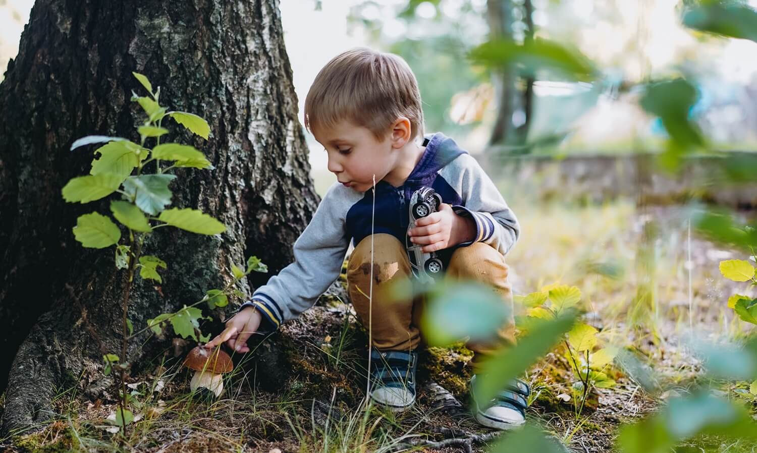 Grzyby leśne w ogrodzie