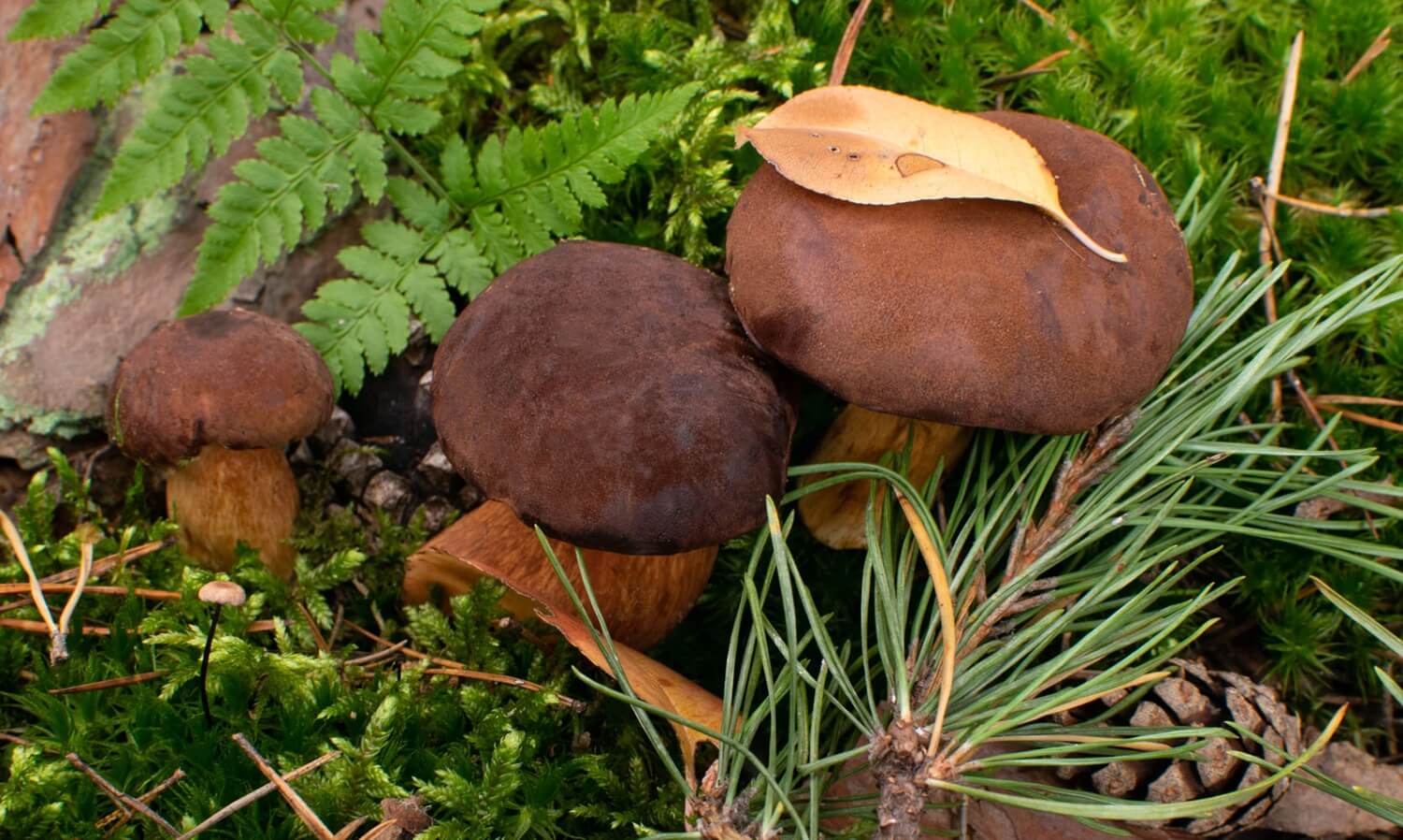 Podgrzybki w ogrodzie