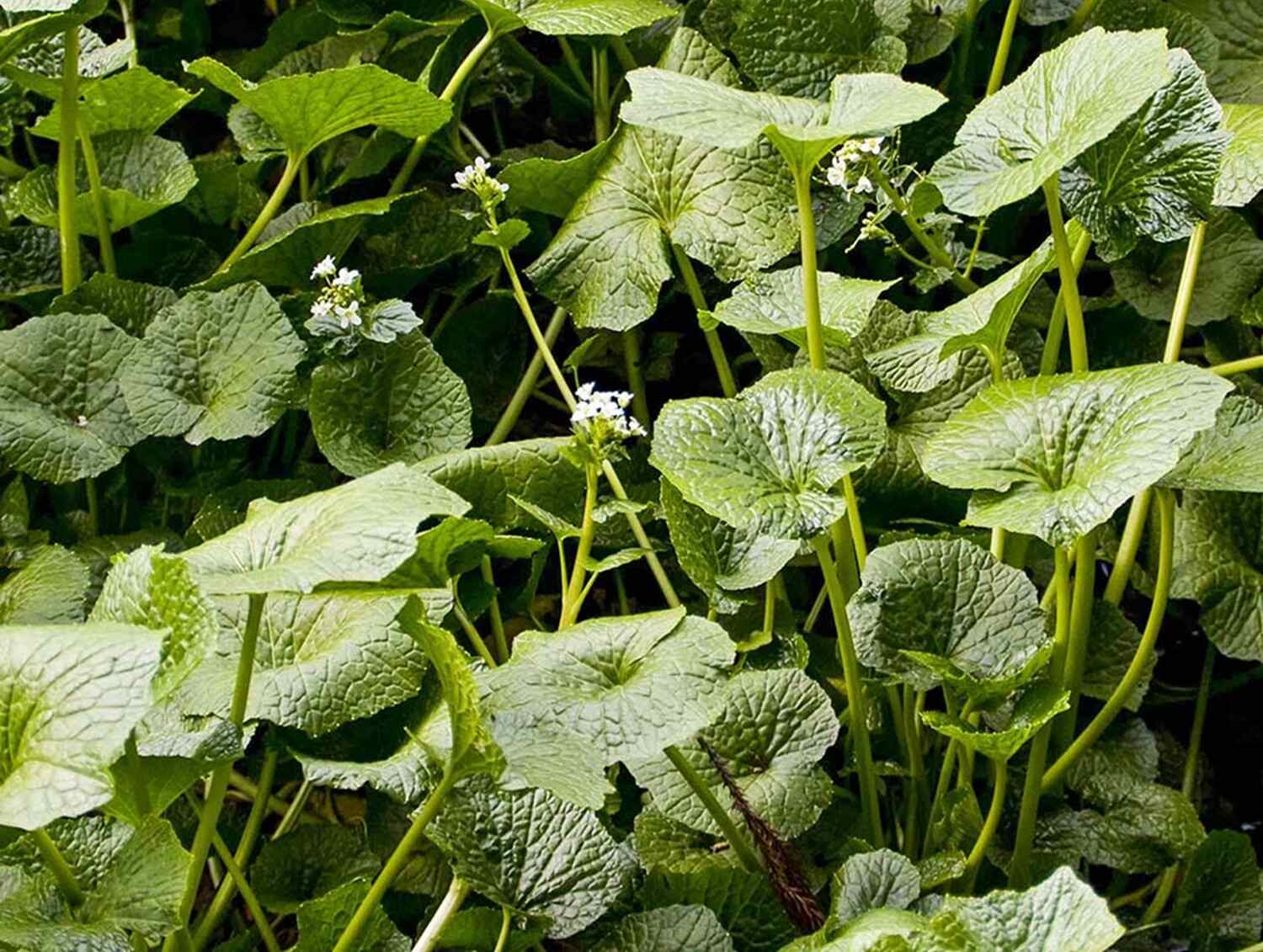 Jak wygląda wasabi ?