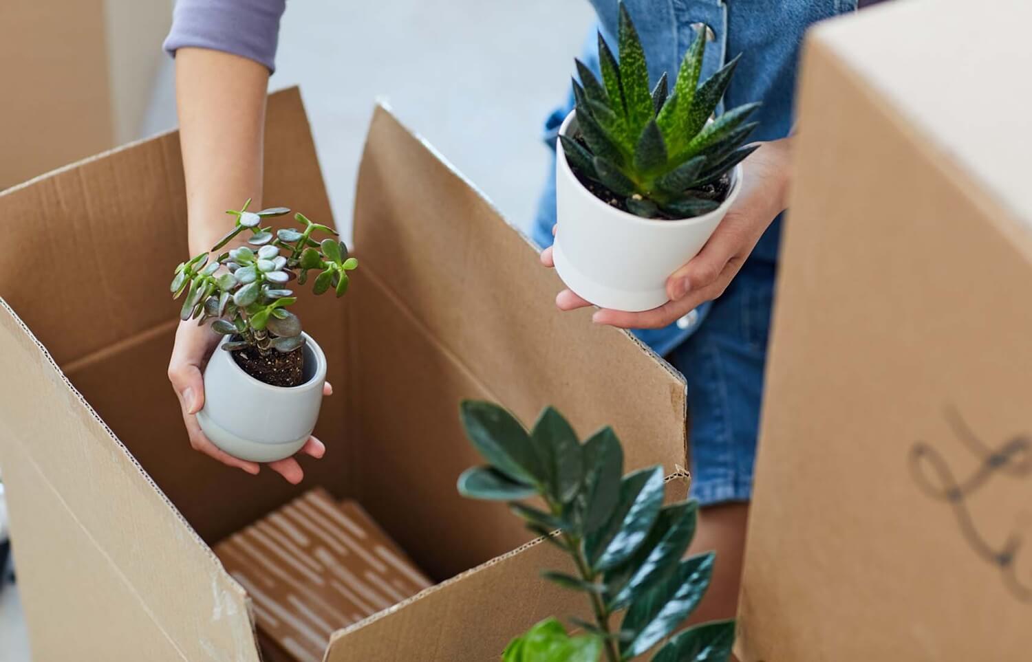 Rośliny z dostawą do domu