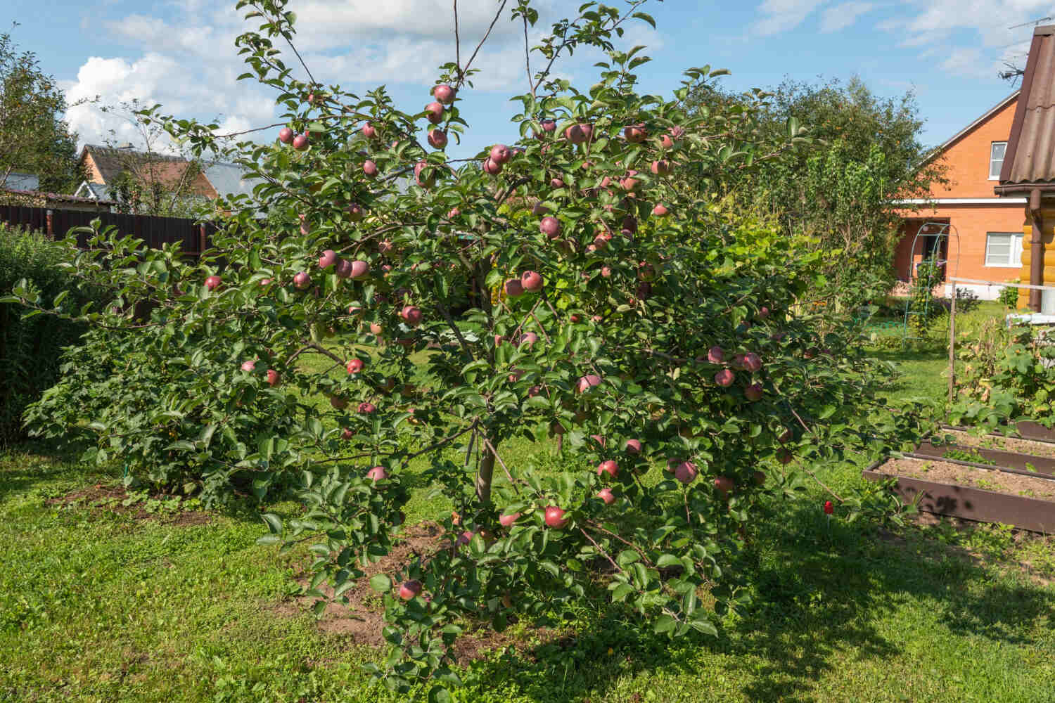 Mini jabłoń w ogrodzie