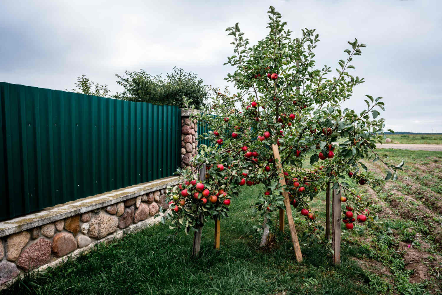 Mini jabłoń do ogrodu