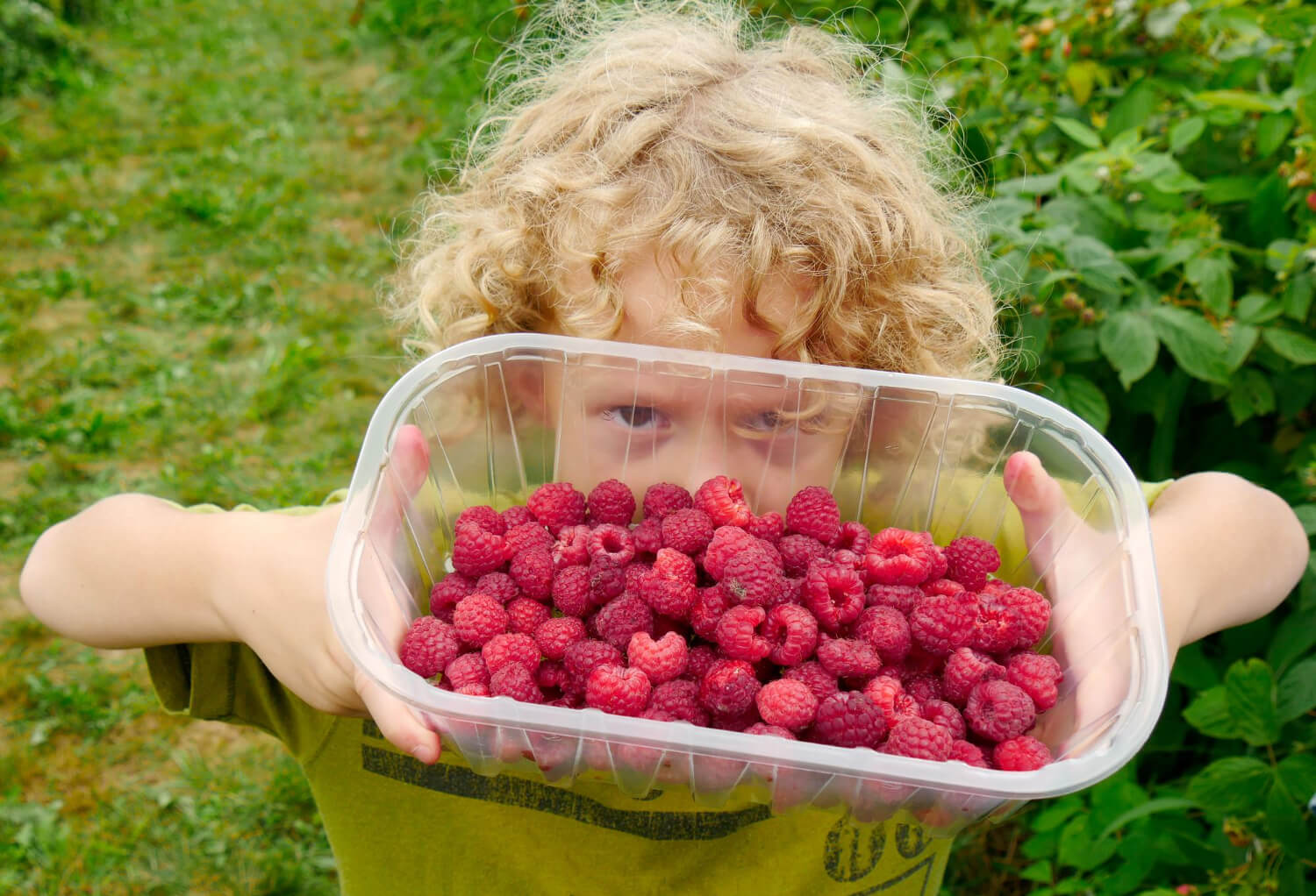 Maliny zdrowy przysmak dzieci