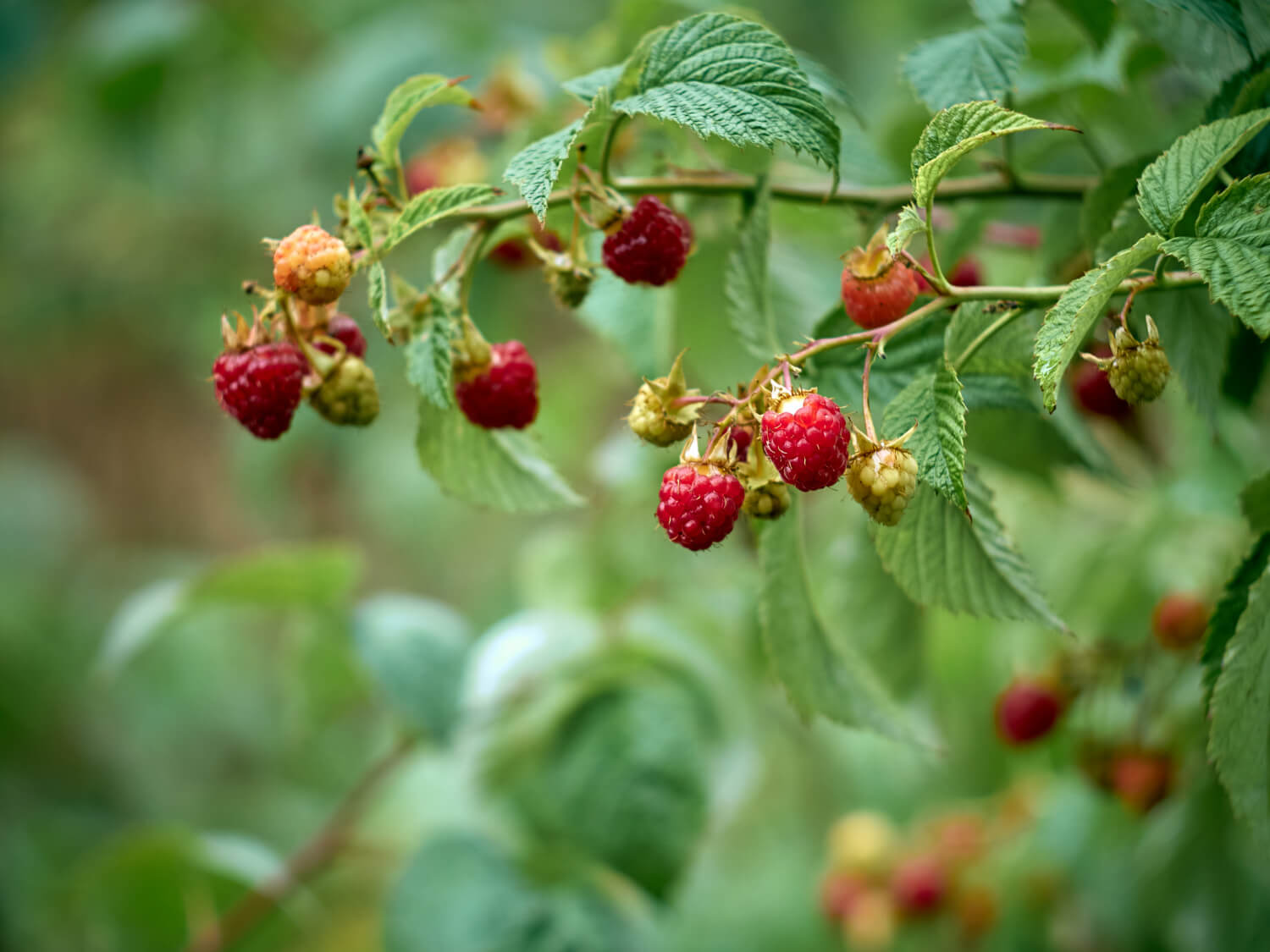 Uprawa malin w ogrodzie