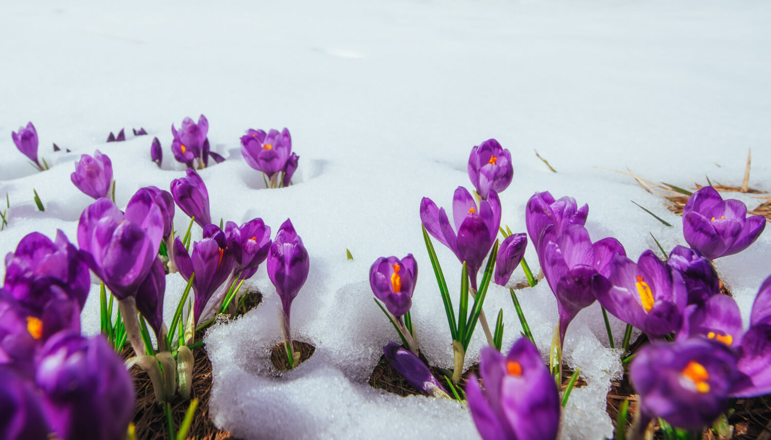 Krokusy kwitną na przedwiośniu