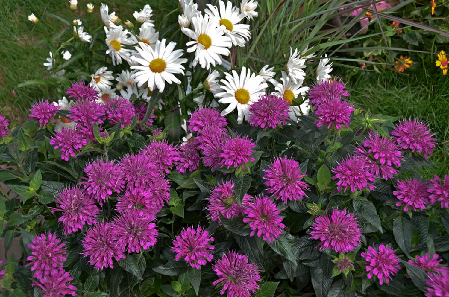 Bergamotka i złocień