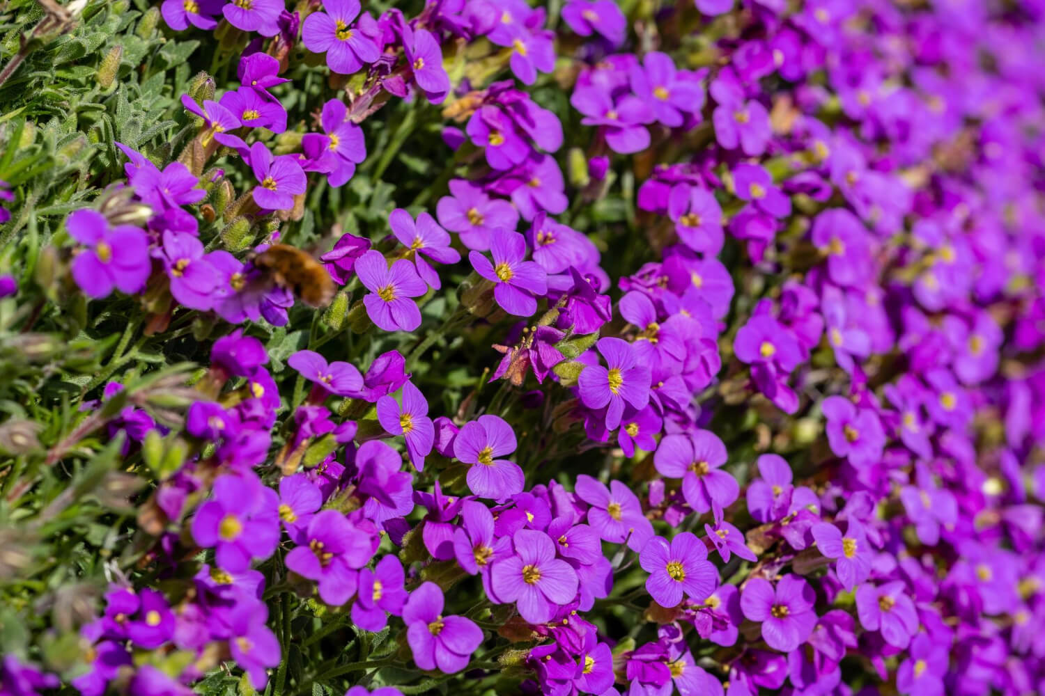 Żagwin ogrodowy jak kwitnie