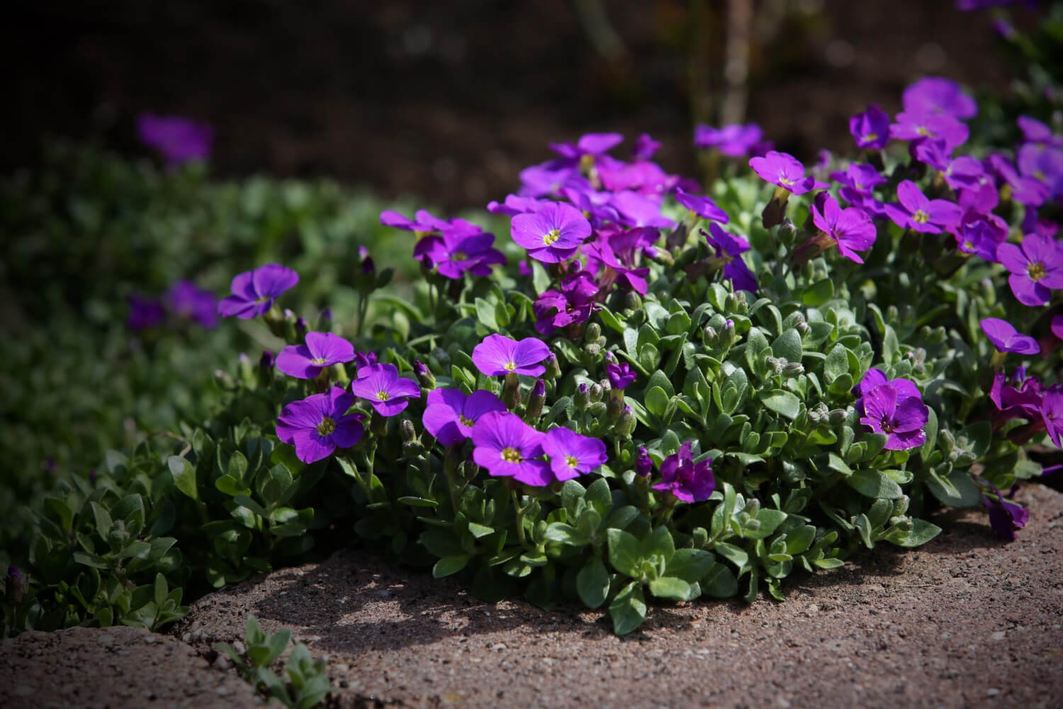 Żagwin jak uprawiać