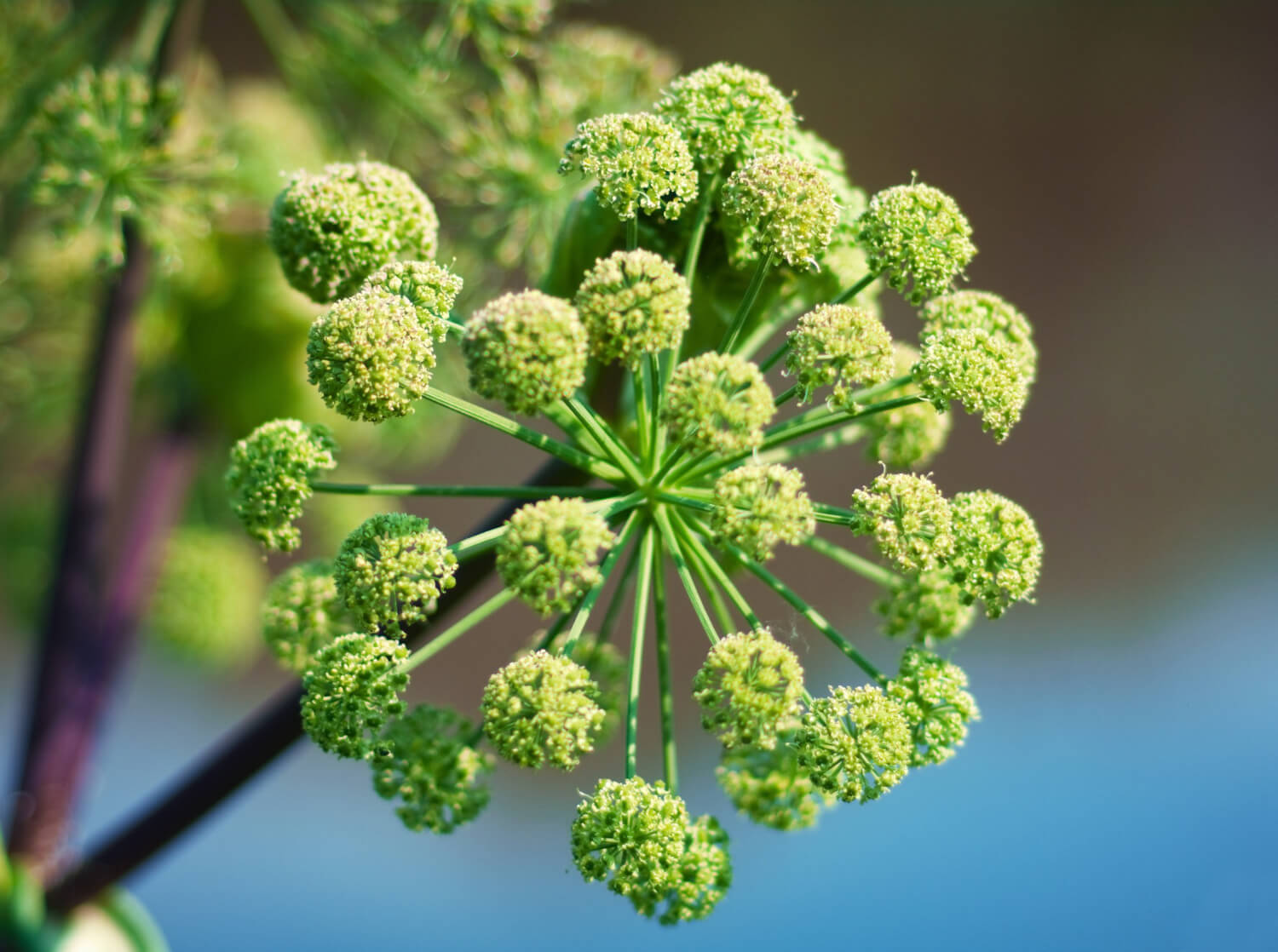 Arcydzięgiel jak dbać