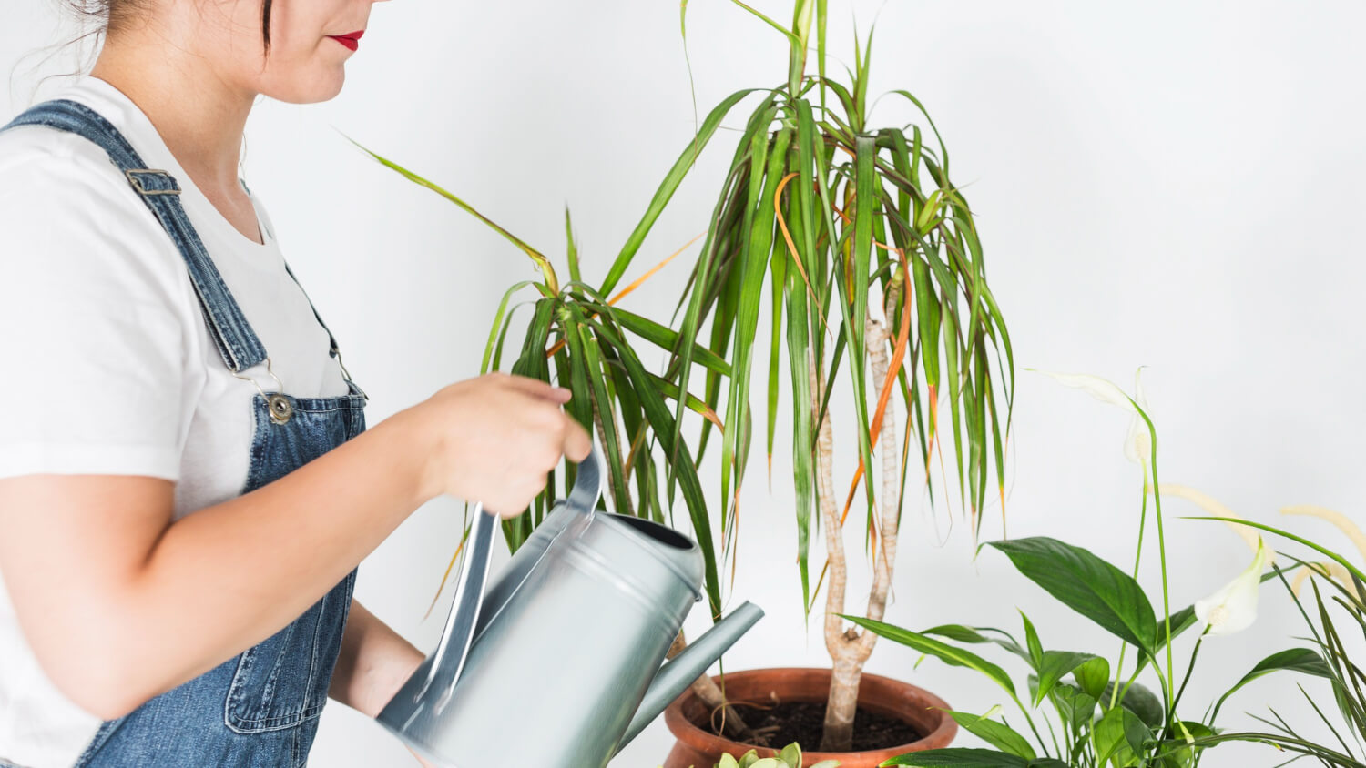 Przelana dracena
