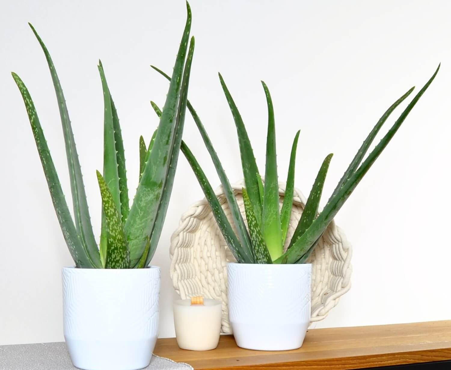 Leczniczy aloes w doniczce