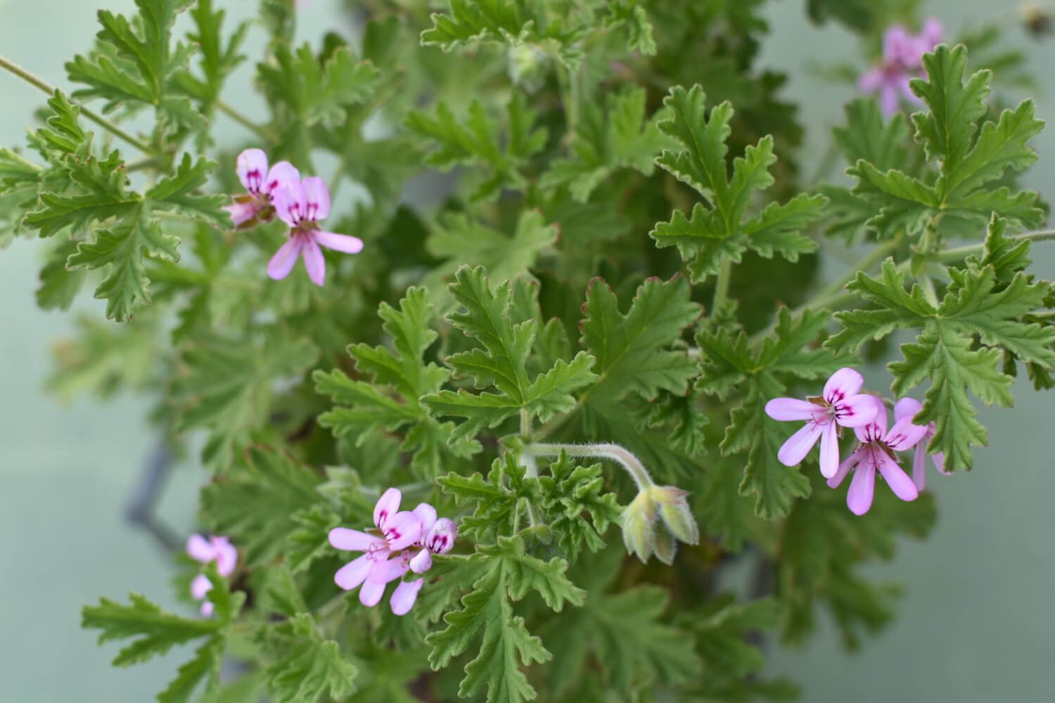 Anginka czyli pelargonia pachnąca albo geranium