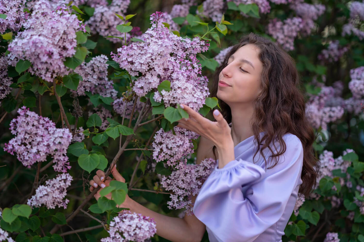 Lilak pachnący krzew ogrodowy