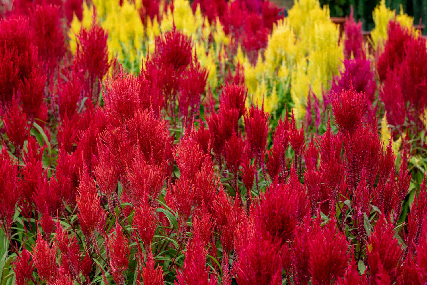 Celozja pierzasta w ogrodzie