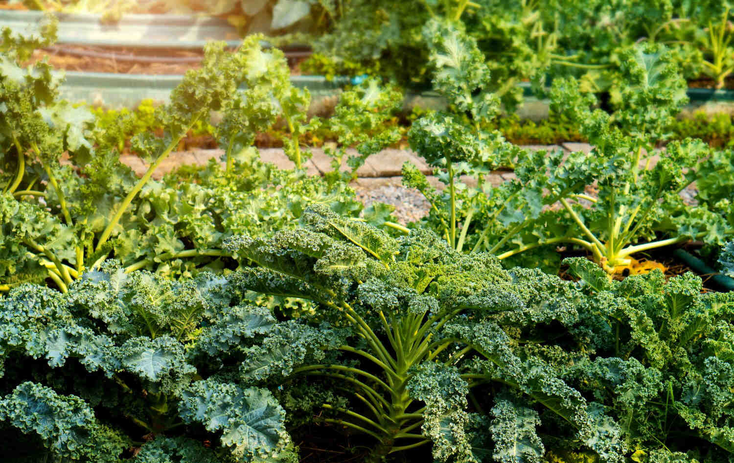 Jarmuż toskański w ogrodzie